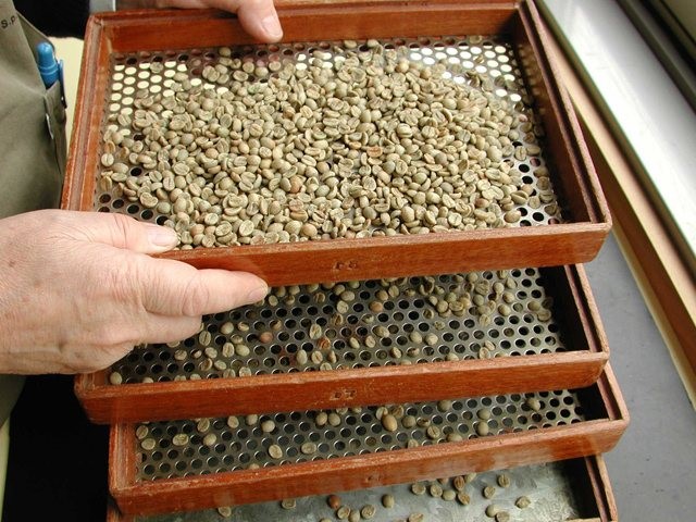 Экраны с зелеными зернами кофе.jpg